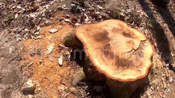 伐后树桩视频的预览图