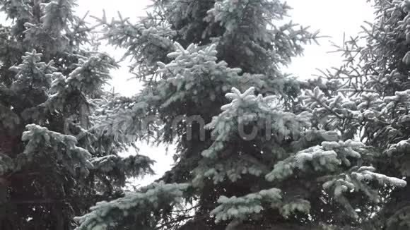 在森林里下雪视频的预览图