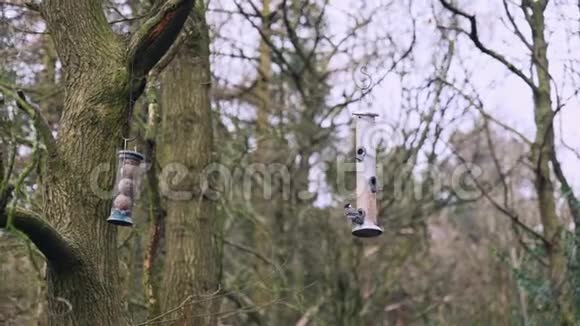 鸟从树上觅食视频的预览图