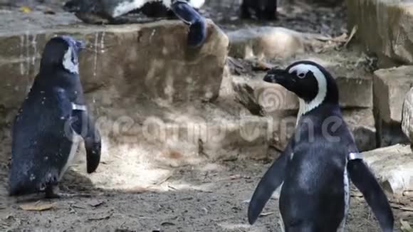 企鹅洪堡视频的预览图