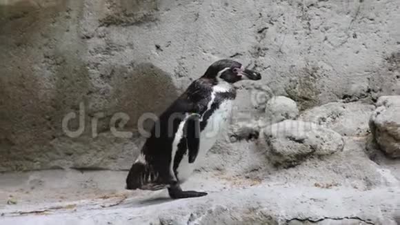 企鹅行走视频的预览图