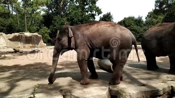 公园里的大象视频的预览图