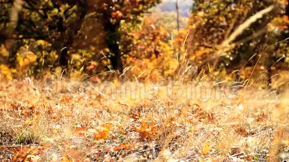秋天的黄金自然视频的预览图