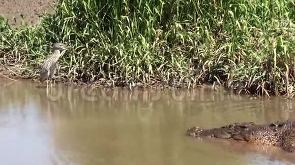澳大利亚鳄鱼河Kakadu国家公园黑颈鹳鳗鱼鳄鱼ibis鹭视频的预览图