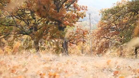 秋天的黄金自然视频的预览图