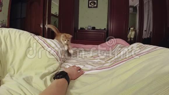 把小猫放在床上视频的预览图
