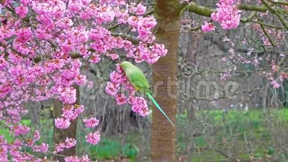 在英国海德公园伦敦英国平紫花附近的绿色野生鹦鹉视频的预览图