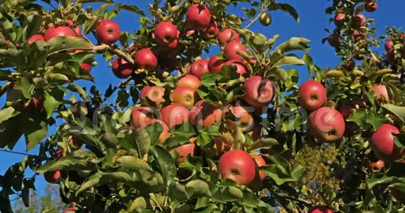 果园里的苹果树视频的预览图