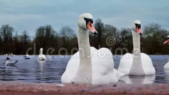 天鹅湖候鸟的行为肯辛顿宫圆形池塘伦敦英国视频的预览图