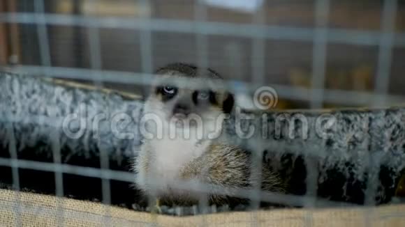 动物园里的笼子里的莱姆视频的预览图