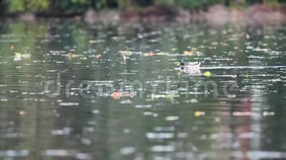 鸭子在池塘里航行视频的预览图
