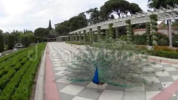 西班牙公园里的孔雀视频的预览图