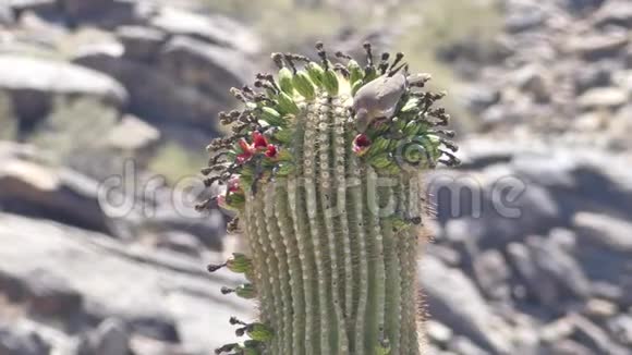 亚利桑那州沙漠靠近一只鸽子在仙人掌顶上喝花蜜视频的预览图