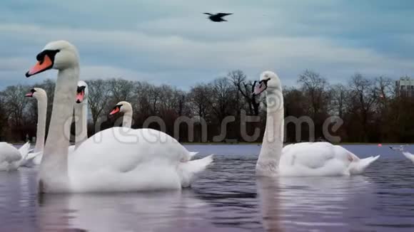 天鹅湖候鸟的行为肯辛顿宫圆形池塘伦敦英国视频的预览图