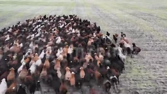 一群羊跟在后面在牧场上奔跑视频的预览图