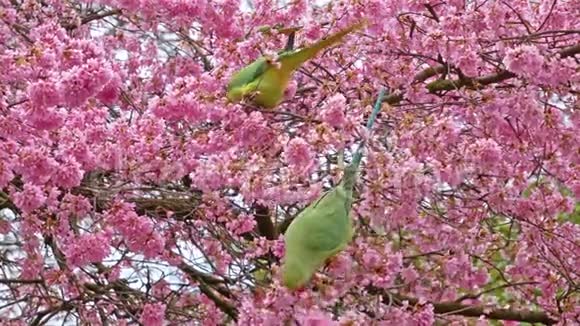 绿野鹦鹉在平紫花在英国海德公园伦敦英国视频的预览图