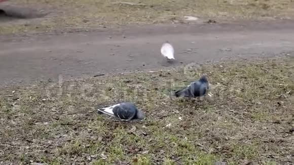 城市草坪上的鸽子视频的预览图