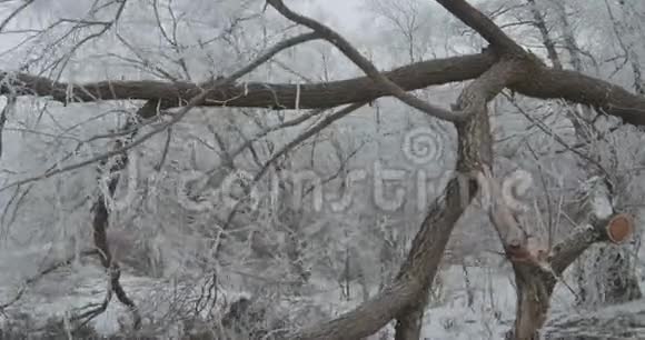 地上的冻树视频的预览图