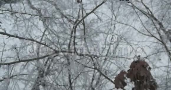 冬天的霜花视频的预览图