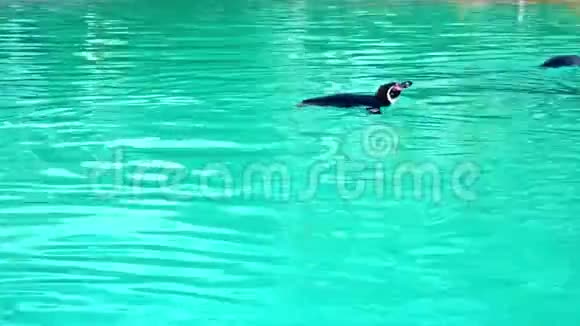 英国伦敦动物园的洪堡企鹅视频的预览图