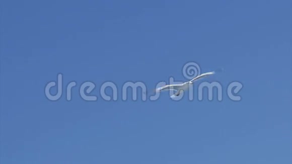 一只飞翔的海鸥视频的预览图