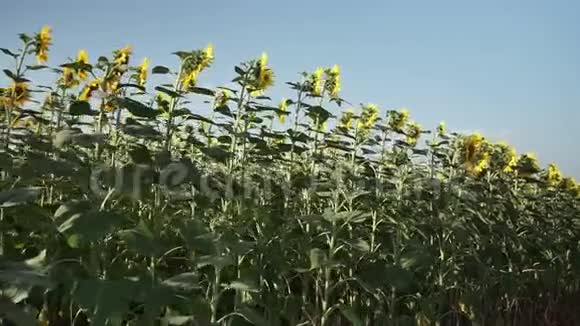 田野里的向日葵视频的预览图