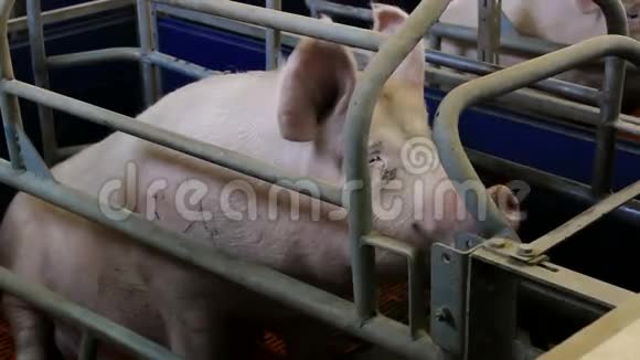 猪在笔里视频的预览图
