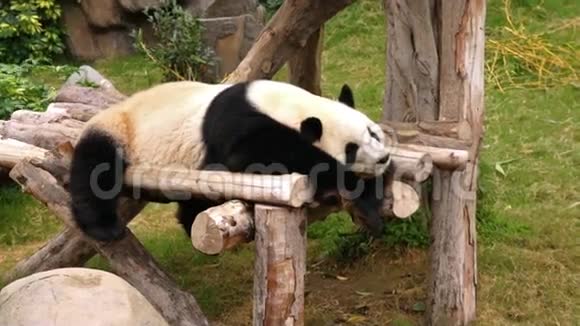 睡熊猫视频的预览图
