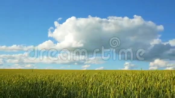小麦作物在蓝天的映衬下在田野上飞舞4K视频的预览图