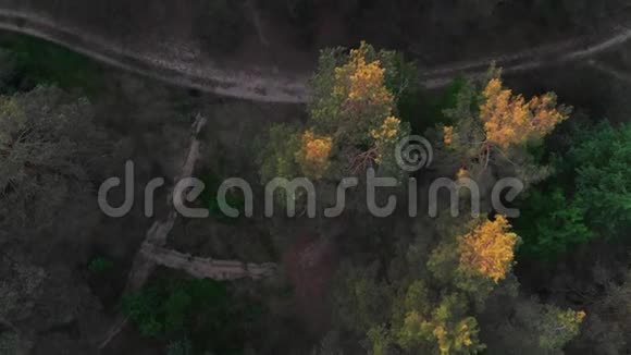 森林里的乡间小路视频的预览图