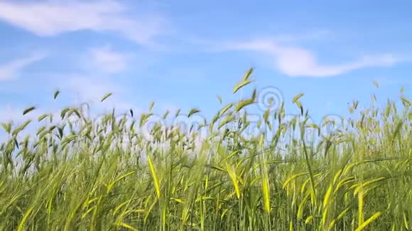 大麦田草甸视频的预览图