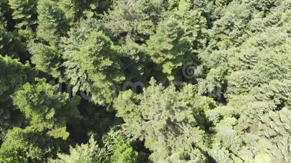 空中密林视频的预览图