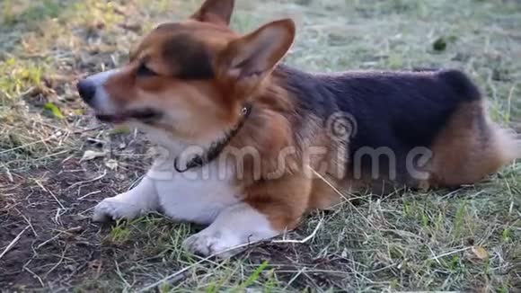 威尔士科吉狗在草地上视频的预览图