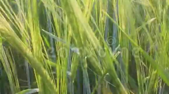 大麦田草甸视频的预览图