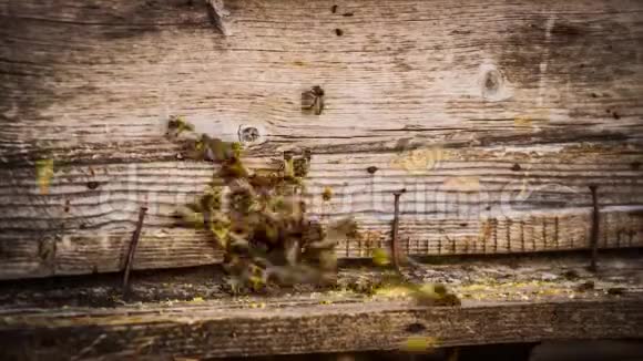 时光流逝蜜蜂视频的预览图