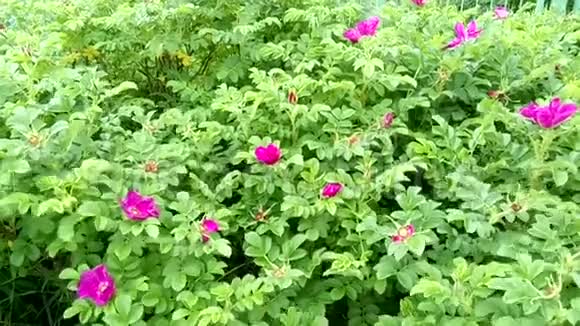 风中的玫瑰花丛视频的预览图
