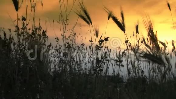 草地日落中的草视频的预览图