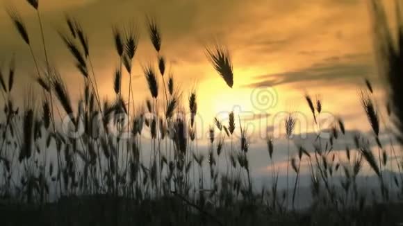 草地日落中的草视频的预览图