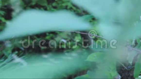 绿色植物的生命视频的预览图