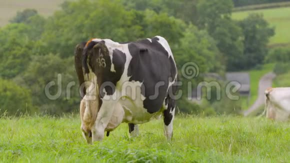 一头奶牛视频的预览图