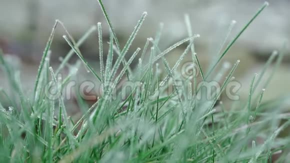 霜在绿草上视频的预览图
