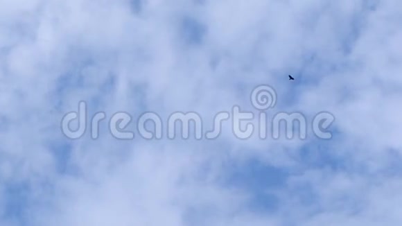 天空中的鹰视频的预览图