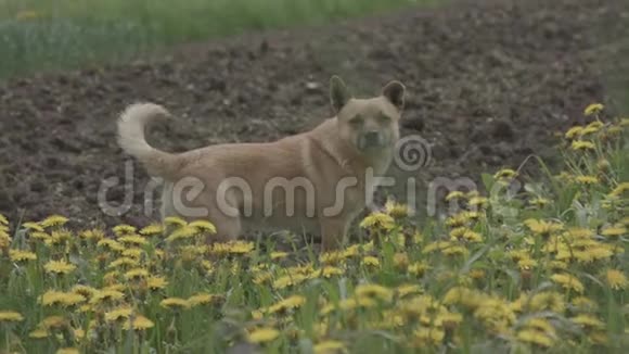 小狗在草地上开着黄色的花视频的预览图