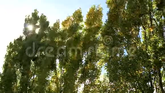 树上的风视频的预览图