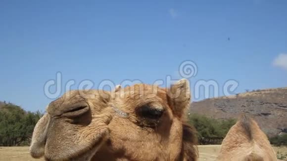在WadiDharbat的骆驼视频的预览图