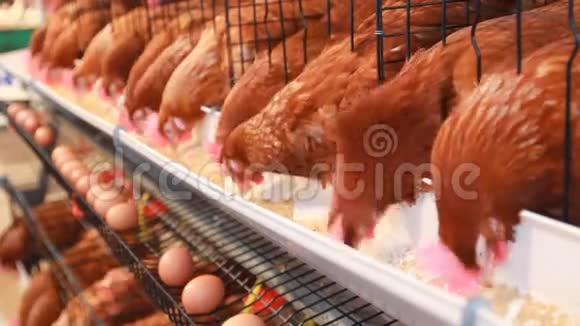 鸡蛋母鸡在农场吃食物视频的预览图