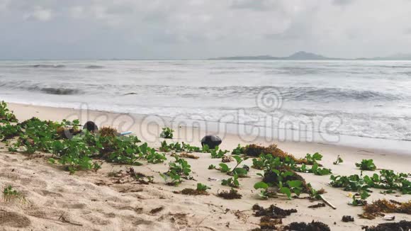 沙滩上的海浪视频的预览图