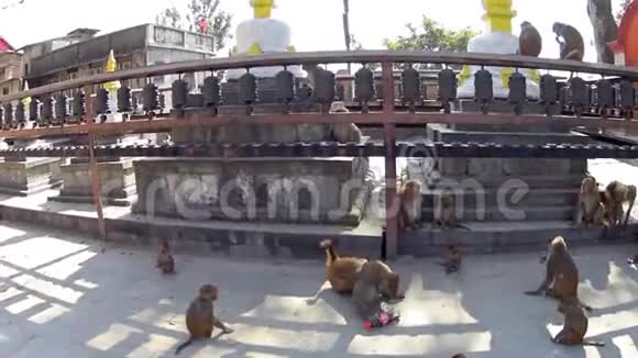 寺庙里的猴子视频的预览图