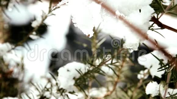 冬天的雪在树上视频的预览图