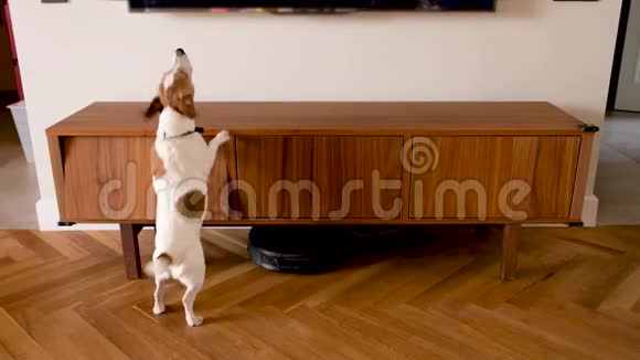 狗在电视上吠叫跳跃视频的预览图